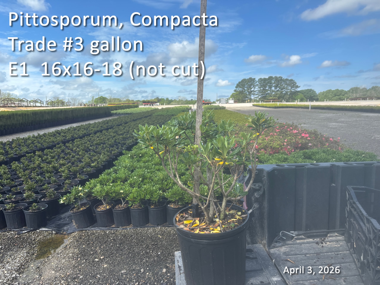 gallery/ptc3t uncut e1 apr3.jpg